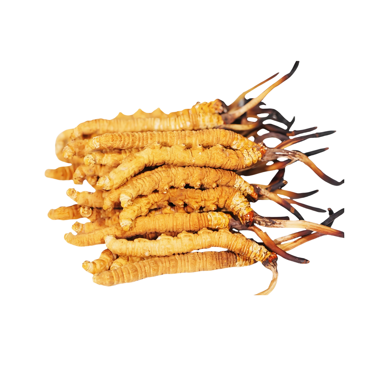 Xizang Cordyceps 冬虫夏草 (Dong Chong Xia Cao)