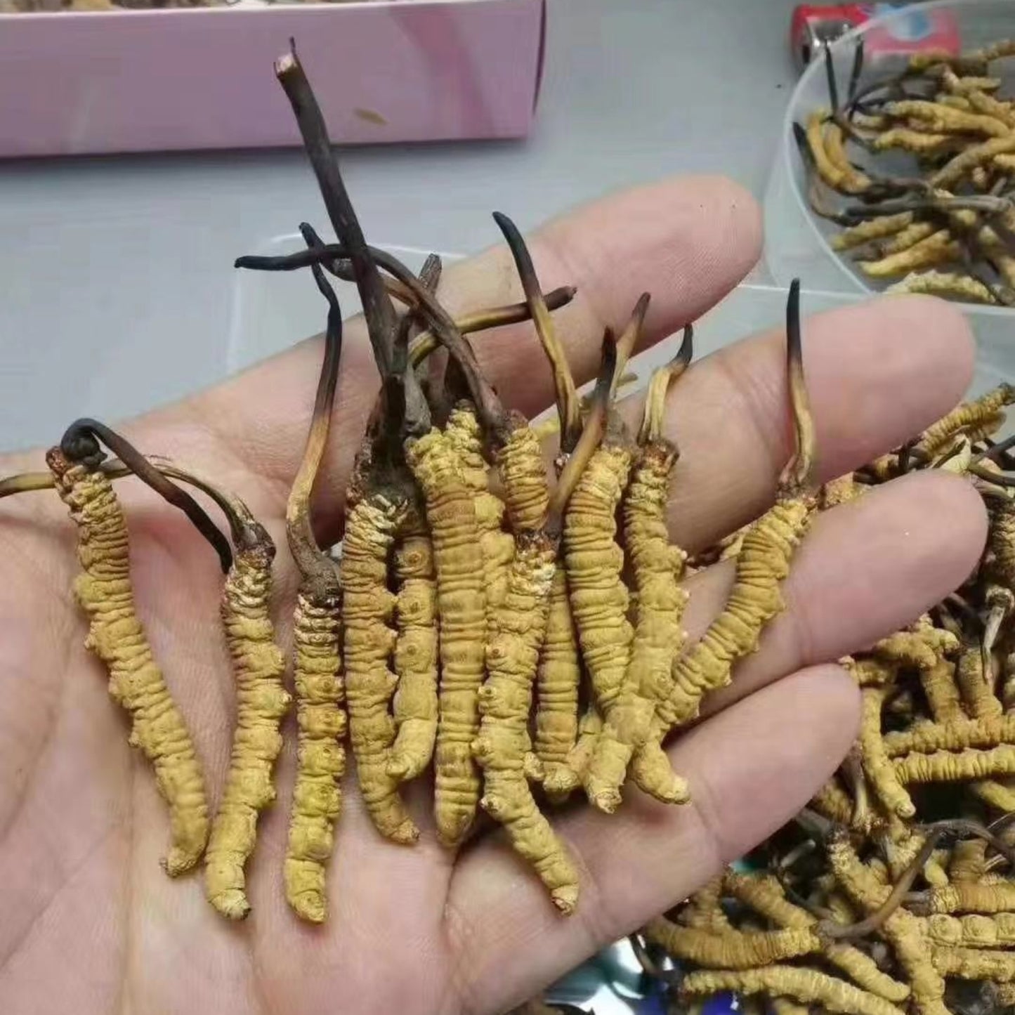 Xizang Cordyceps 冬虫夏草 (Dong Chong Xia Cao)