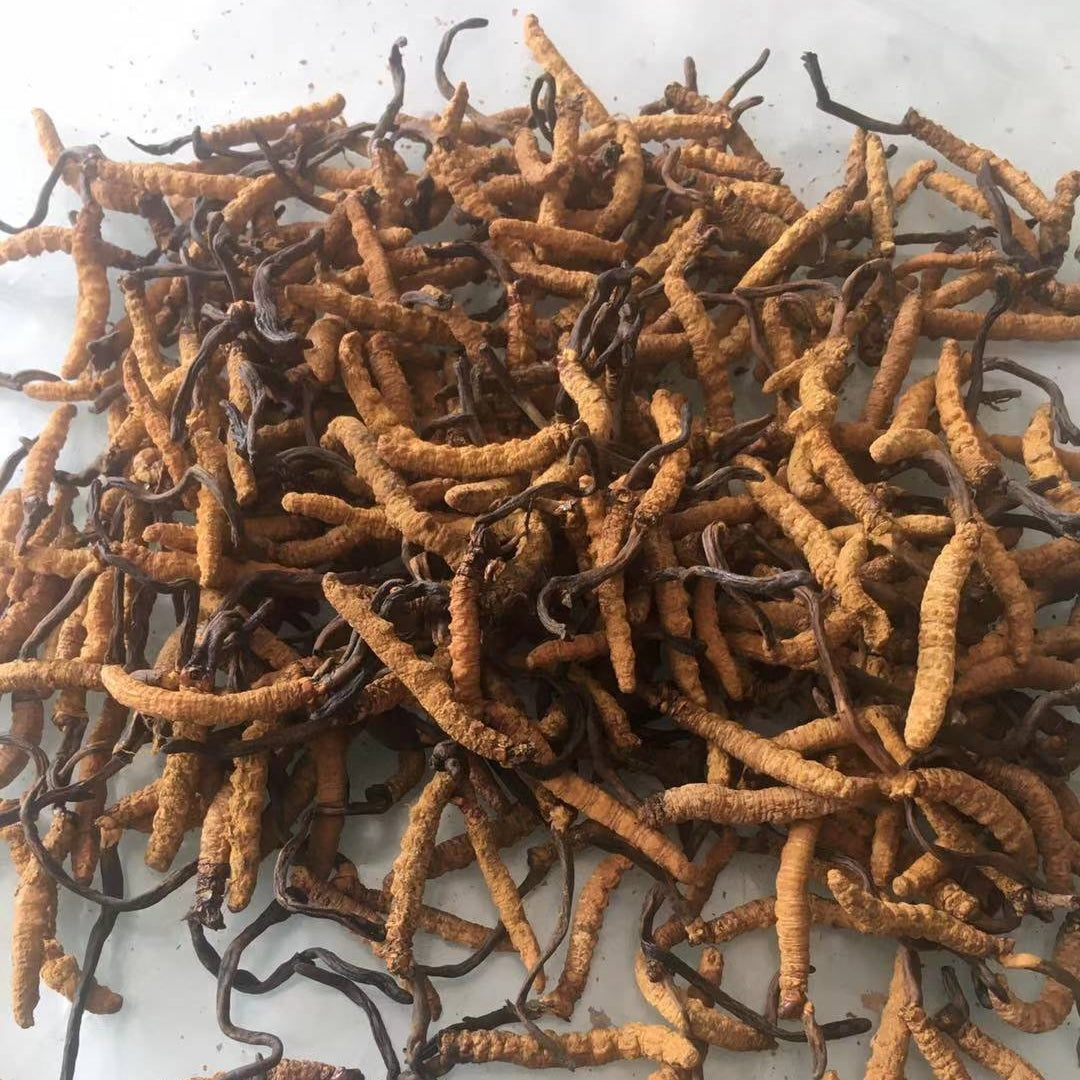 10g 阿亞昌冬蟲夏草,四川冬蟲夏草,四川價格實惠的冬蟲夏草,適合日常保健