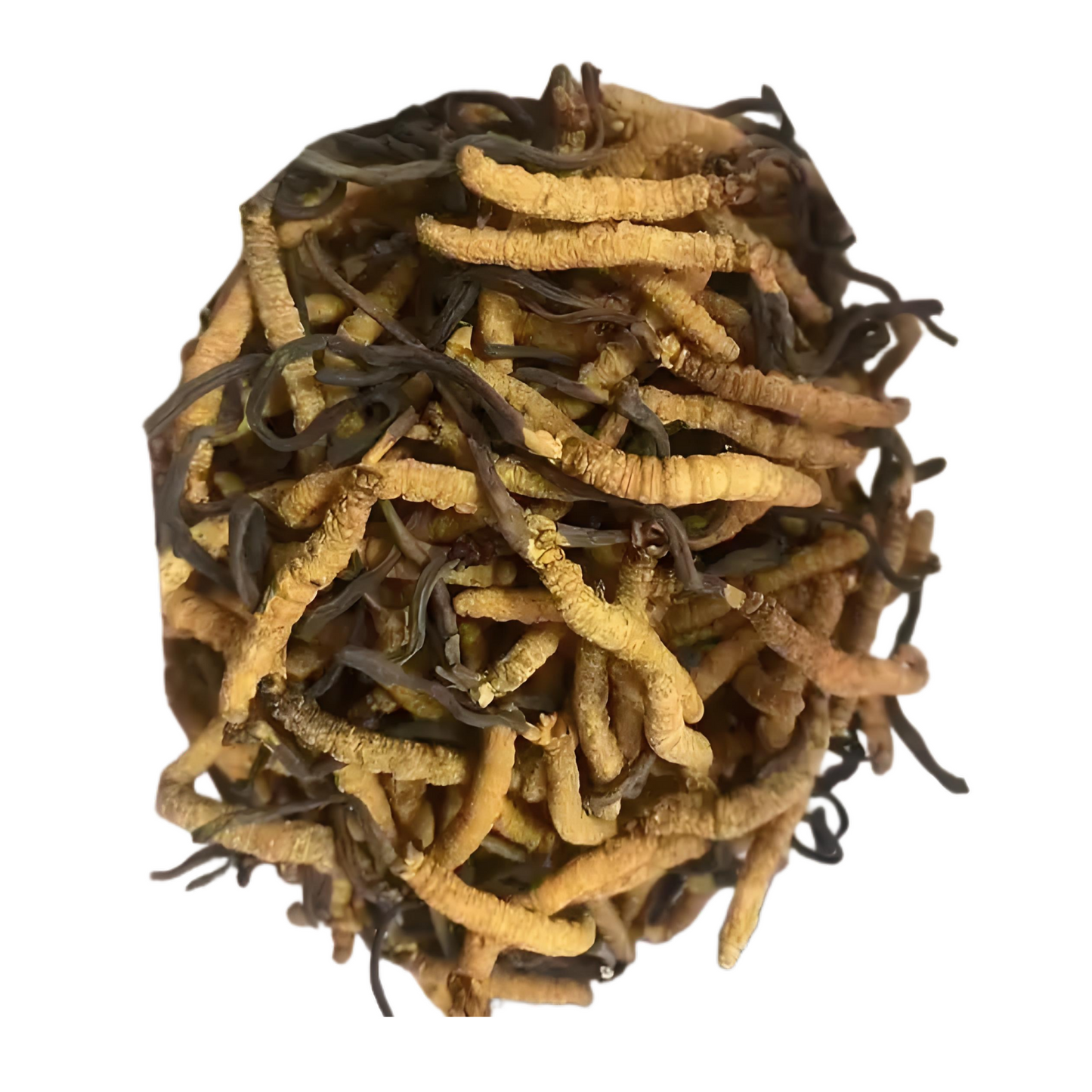 10g 阿亞昌冬蟲夏草,四川冬蟲夏草,四川價格實惠的冬蟲夏草,適合日常保健