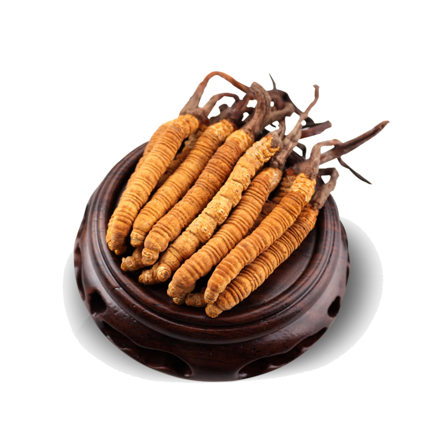 Xizang Cordyceps 冬虫夏草 (Dong Chong Xia Cao)