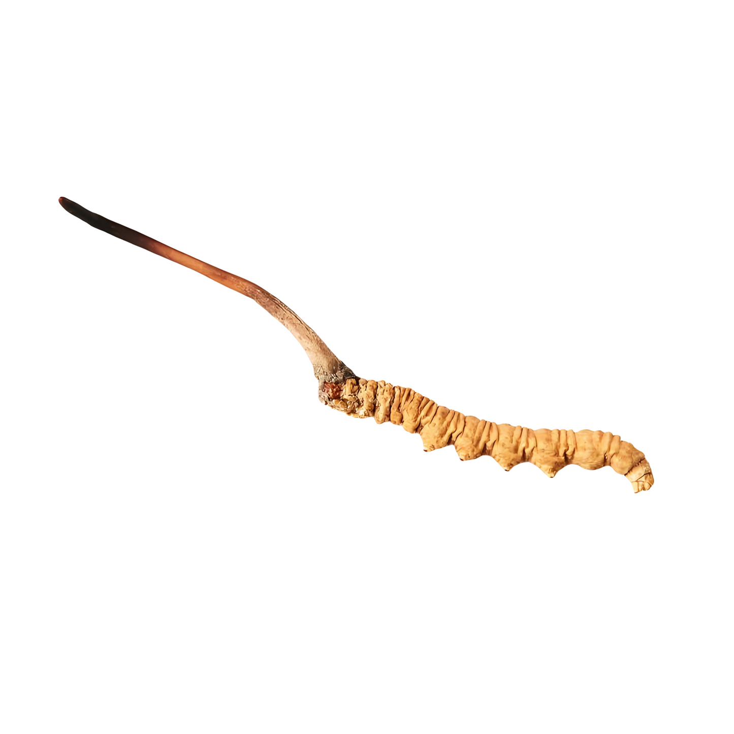Xizang Cordyceps 冬虫夏草 (Dong Chong Xia Cao)