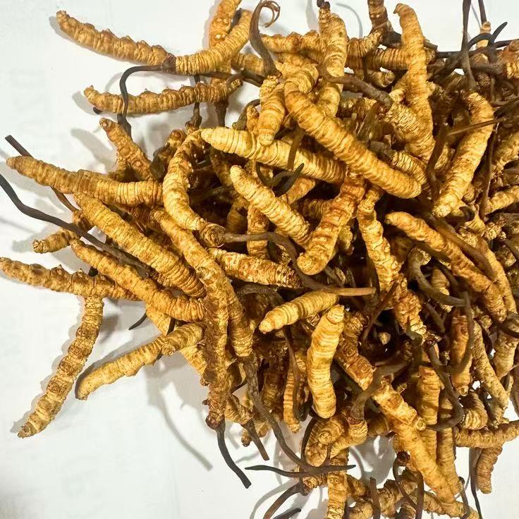 Xizang Cordyceps 冬虫夏草 (Dong Chong Xia Cao)